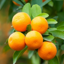 26-30&quot; Tall Live Citrus Plant Dwarf Brown Select Satsuma Orange Tree Gal Pot - £125.73 GBP