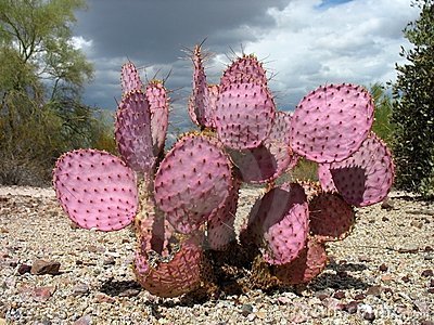 20 Seeds - Purple Prickly Pear Cactus - Opuntia violacea v. santa rita