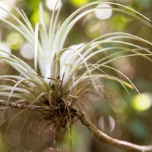 10 Giant Air Plant Tillandsia Utriculata Bromeliad Spreading Airplant Giant Wild - £13.72 GBP