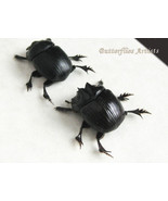 Scarab Beetles Dichotomius Satanas PAIR   Taxidermy Framed Entomology Sh... - $120.84 CAD