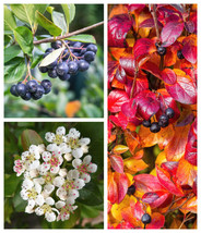 BPA 50 Seeds Black Chokeberry Aronia Melanocarpa White Flower ShrubFrom USA - $9.90