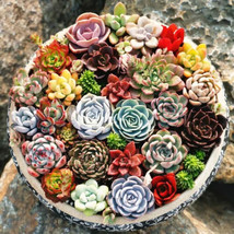 200Pcs Mixed Succulent Vibrant Beautiful Perfect For Indoor ing Seeds fo... - £7.28 GBP