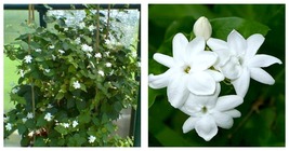 Jasminum sambac MAID OF ORLEANS JASMINE Rooted STARTER Plant~Extremely F... - £29.46 GBP