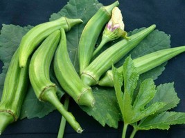 Okra Clemson Spineless - 20+ seeds - He 024 - £3.11 GBP