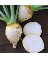 500+ Gilfeather Rutabaga Seeds | Heirloom Root Vegetables for Home Gardens - $23.13 CAD
