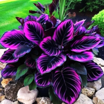 Beautiful Plant Purple Tip Calathea Couture Flower Indoor or Outdoor 25 Seeds - £7.77 GBP