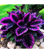 Beautiful Plant Purple Tip Calathea Couture Flower Indoor or Outdoor 25 Seeds - $9.85
