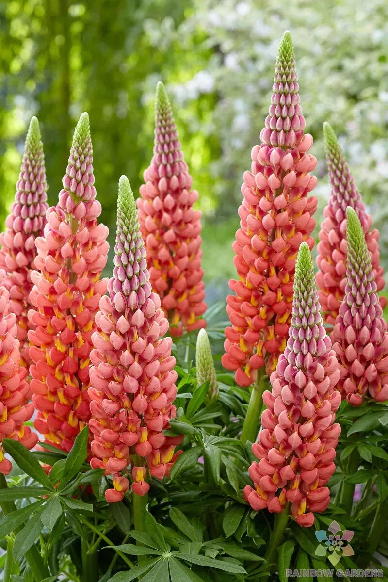 AW 25 Seeds Towering Inferno Lupine Planting Non Gmo Herb Easy To Grow - $11.00