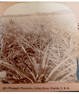 Pineapple Plantation Indian River Florida FL Keystone View Co 1893 - $24.18 CAD