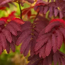 5 Purple Mimosa Albizia Summer Chocolate Tree Seeds - $13.95