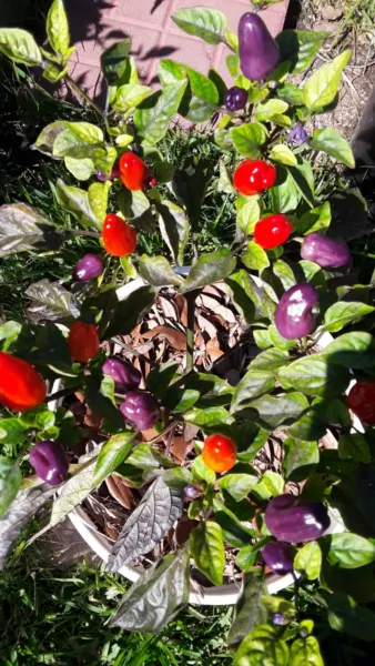 50 Chinese 5 Color Pepper Edible Ornamental Fresh Seeds - £11.15 GBP