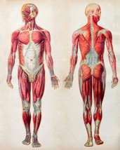 painting  Vintage Human Muscular System Anatomy Medical Chart    Print Giclee - £8.28 GBP+