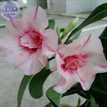 PWO Fresh Adenium Whitish Pink Petals With Purple Stripe &amp; Centre Flower Seeds,  - £2.18 GBP