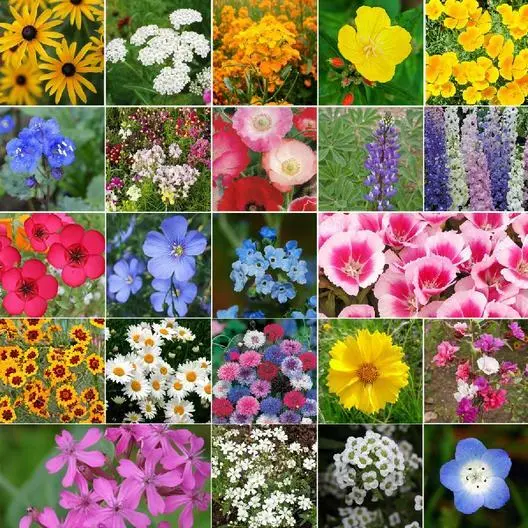 Wildflower Mix Coastal California 25 Species Regional Flowers Nongmo 1000 Seeds  - £7.87 GBP