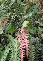 Blechnum fragile - $3.70