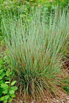 Fresh 501+ Little Bluestem Seeds Native Prairie Grass Ornamental Perenni... - $7.00