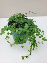 Ficus Quercifolia Mini Oakleaf Creeping Fig Plant Terrarium Fairy Garden 2.5inPo - $30.17