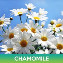 SR Chamomile Flower Seeds, Chamaemelum Nobile - £3.73 GBP