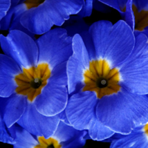 Fragrant Evening Primrose Dark Blue Flowers with Yellow Centre 200 PCS S... - £9.28 GBP