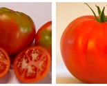 500mg Packet=135 Seeds Tomato Seeds - Slicing - Caribe - £14.87 GBP