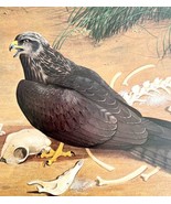 Black Kite Art Print Color Plate Birds Of Prey Vintage Nature 1979 DWT11C - $48.54 CAD