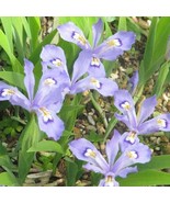 New Fresh 10 Dwarf Crested Iris Plants Iris Cristata Bare Root Wildflowe... - $31.76 CAD