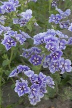 Phlox Sugar Stars, 200 Seeds R - £11.29 GBP