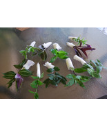 Lot of Wandering Jew Tradescantia - Many Varieties Types - Instant Colle... - $10.19 CAD+