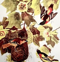 Baltimore Oriole 1950 Lithograph Art Print Audubon Bird First Edition DWU14E - £23.44 GBP