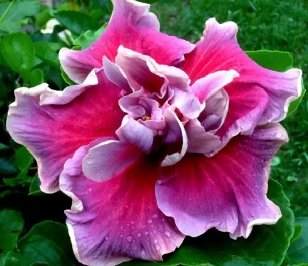 15+ Seeds Hibiscus ‘Tahitian Trace  house plant  garden flowers - £5.95 GBP