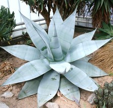 BStore 15 Seeds Store Agave Guiengola, Creme Brulee Exotic Succulent Aloe Plant  - £11.79 GBP