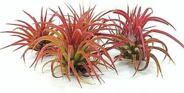 5 Pack Ionantha Fuego Red Air Plants - Low Maintenance - Exotic Variety, Beautif - £18.53 GBP