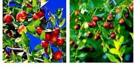 Jujube Fruit 10 Tree Seeds Red Chinese Date Indian Plum Superfruit Fast Hardy - £16.05 GBP