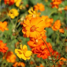 Best 25 Seeds Orange Yellow Diablo Cosmos Flowers Garden - £3.84 GBP