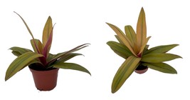 Live Plant - Sunny Star Moses in the Cradle - Rhoeo Spathaces discolor 2.5&quot; Pot - £24.38 GBP