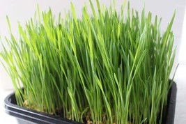 2000+ Wheatgrass Seed Cat Dog Rabbit And Other Animals Fresh Garden - $10.00