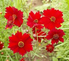 USA SELLER Red Dwarf Coreopsis Seeds Wow Free Gift &amp; Fresh New - £14.67 GBP