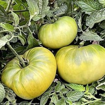 Aunt Ruby&#39;s German Green Tomato Seeds Gardening Fresh Usa Shipping - £6.27 GBP