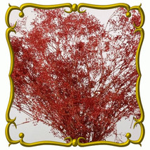 US Seller 100  Fresh Deep Red Carmine Baby&#39;S Breath  Seeds - £6.03 GBP