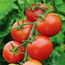 Moneymaker Tomato Seeds Organic Garden Fast Shipping - £4.88 GBP