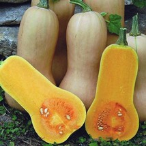 Waltham Butternut Winter Squash Seeds Organic US Fast Shipping - $32.89 MXN