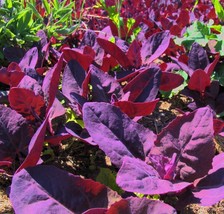 Orach Purple HEIRLOOM 100+ Seeds 100% Organic Non GMO Grown In USA - $4.99