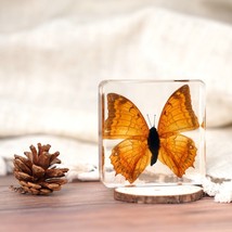 Insect Resin Specimens Crafts Gifts Popular Science Children&#39;s Toys - $28.30