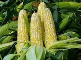 Corn, BI-COLOR, Butter N Sugar , Heirloom, Organic, Non Gmo, 50+ Seeds, - £3.88 GBP