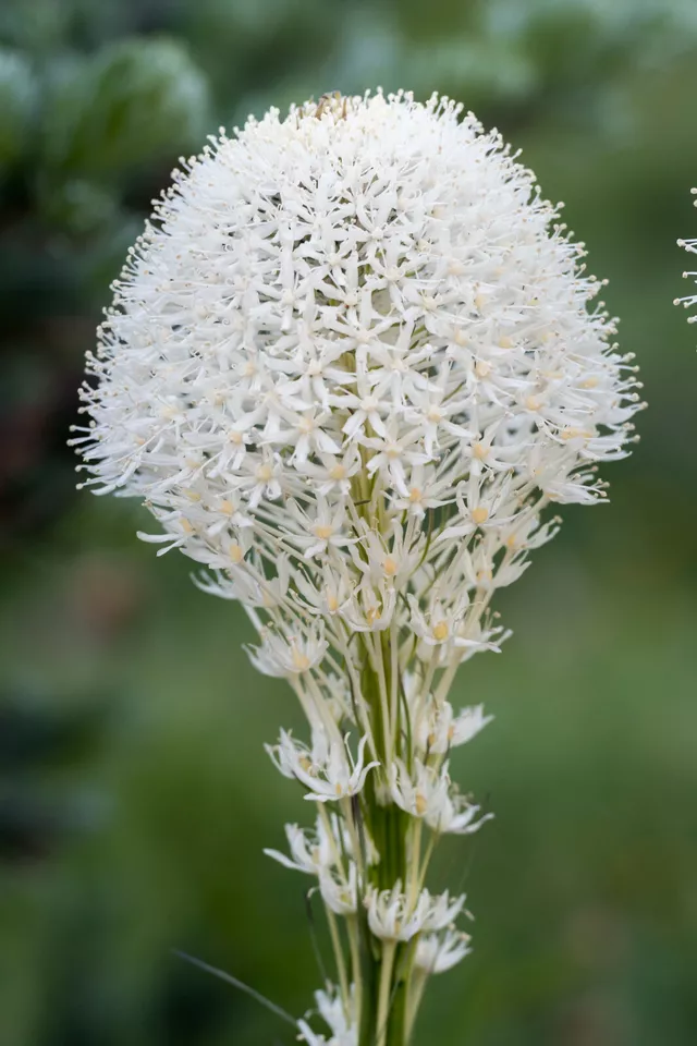 Beargrass 100 Seeds WHITE TORCH LILY Xerophyllum tenax Fast Shipping - £7.04 GBP