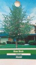 River Birch Tree 4-6 FT Live Healthy Trees Home Plant Landscape Garden Plants - $140.60