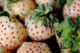 100 White Soul Strawberry Fragaria Vesca Fruit Flower Berry Seeds Fresh Seeds - £11.78 GBP