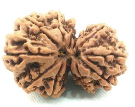 Rare Super Collector Size Gauri Shankar Rudraksha - 12 mukhi - 36 mm - Certified - $123.75