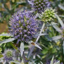 USA Seller Blue Sea Holly Seeds Fresh Organic Eryngium Planum Seeds Blue Outdoor - $13.99