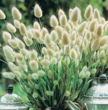 20 Pc Seeds Lagurus Ovatus Plant, Tail Grass Seeds for Planting | RK - £16.55 GBP